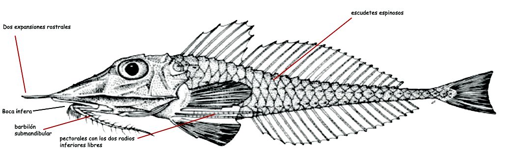 Peristedion cataphractum_01.jpg